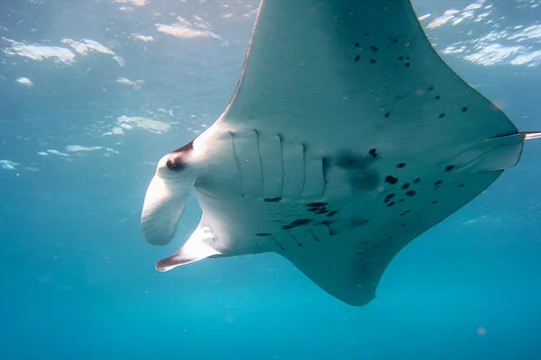 Manta (Manta birostris)