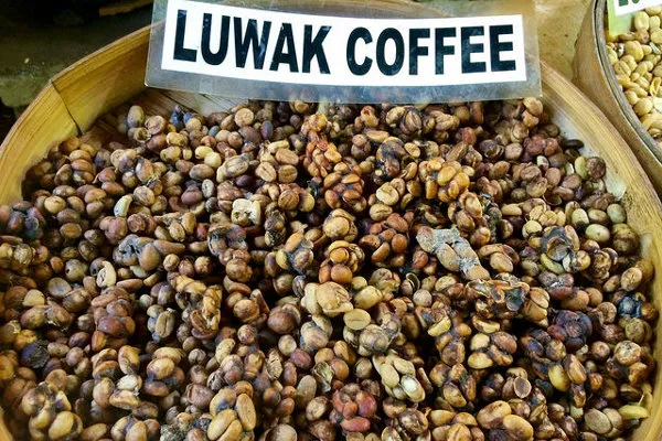 Ziarna kawy Kopi Luwak