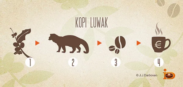 Kopi Luwak to kawa wytwarzana z odchodów łaskuna muzanga
