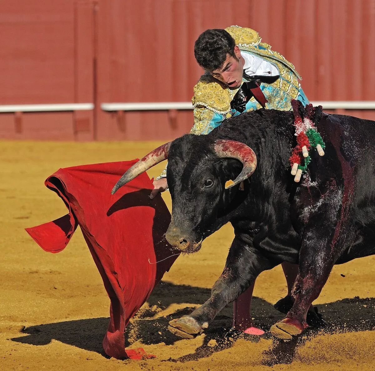 Matador w złoto-turkusowym stroju mija rogi byka czerwoną muletą na arenie w Sewilli