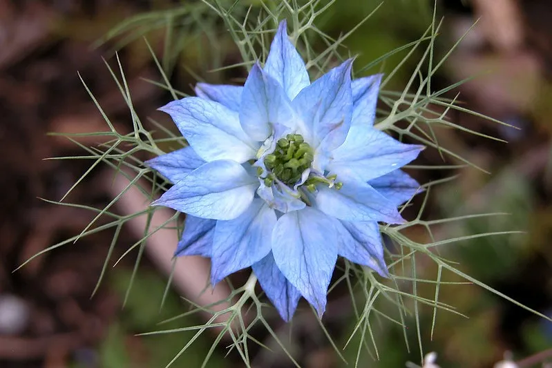 Niebieski kwiat czarnuszki damasceńskiej (Nigella damascena)