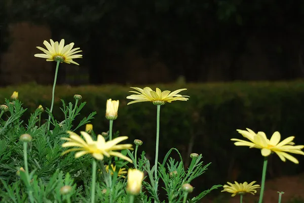 Anthestiria Flower Festival organizowany jest w kilku miastach na Cyprze