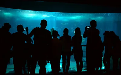 Zwiedzający przed głównym akwarium Oceanarium w Lizbonie