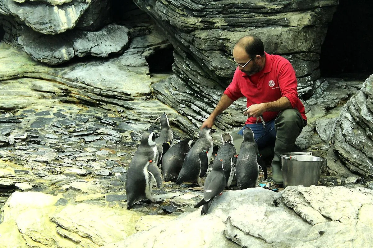 Opiekun w czerwonej koszulce karmi grupę pingwinów na sztucznych skałach w oceanarium