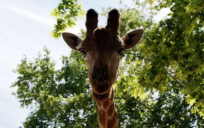 Żyrafa z lizbońskiego zoo na tle zielonych koron drzew