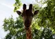 Żyrafa z lizbońskiego zoo na tle zielonych koron drzew
