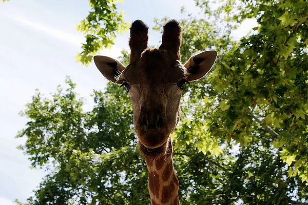 Mieszkanka lizbońskiego zoo
