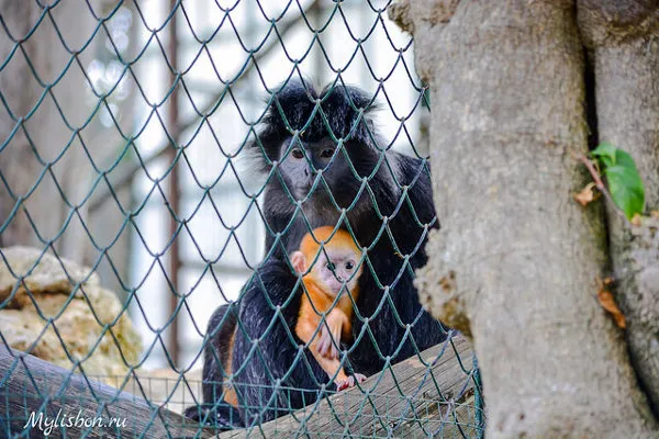 Ciemna małpa z rudym młodym za siatką wybiegu w lizbońskim zoo