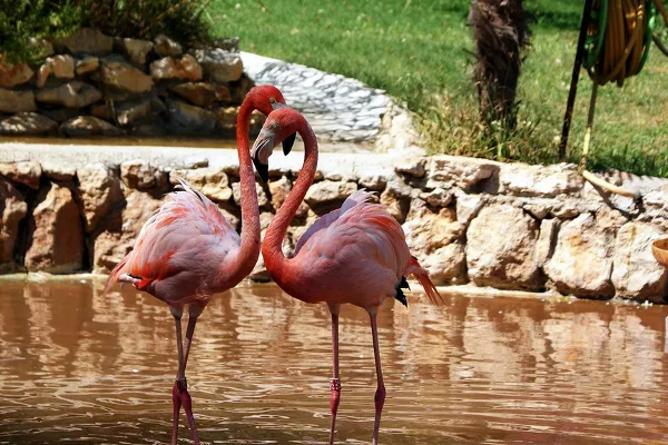 Flamingi w Ogrodzie Zoologicznym w Lizbonie
