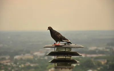 Gołąb na latarni na Wysokim Zamku, w tle rozległa panorama Lwowa