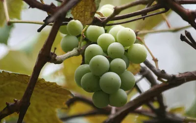 Kiście ciemnych winogron na krzewie winorośli