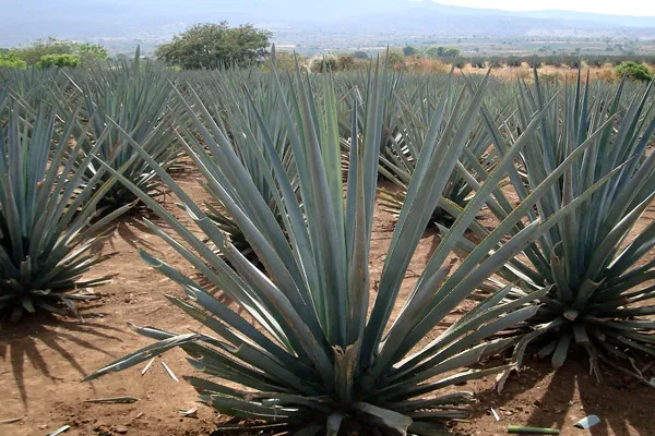 Agawy - to właśnie z tych roślin powstaje tequila