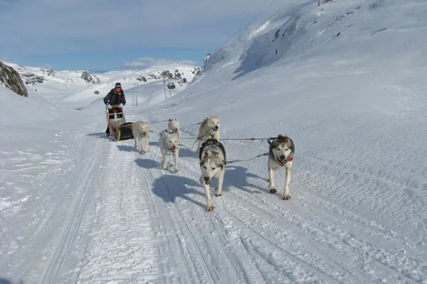 Psi zaprzęg na śniegu w rejonie Hemsedal