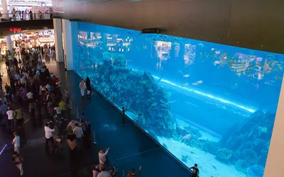 Zwiedzający przed wielką szybą akwarium w Dubai Mall