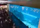 Zwiedzający przed wielką szybą akwarium w Dubai Mall