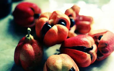 Bligia pospolita (Ackee)