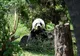 Panda wielka siedząca wśród drzew i jedząca liście bambusa