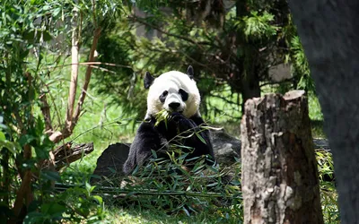 Panda wielka siedząca wśród drzew i jedząca liście bambusa