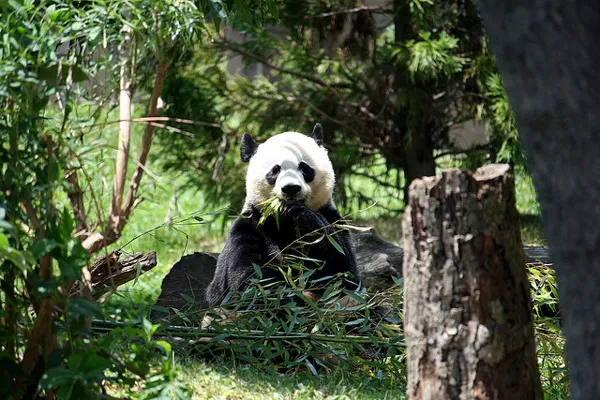 Panda wielka jedząca liście bambusa wśród zieleni