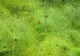Kępa trzciny papirusowej (Cyperus papyrus) z pióropuszami cienkich liści