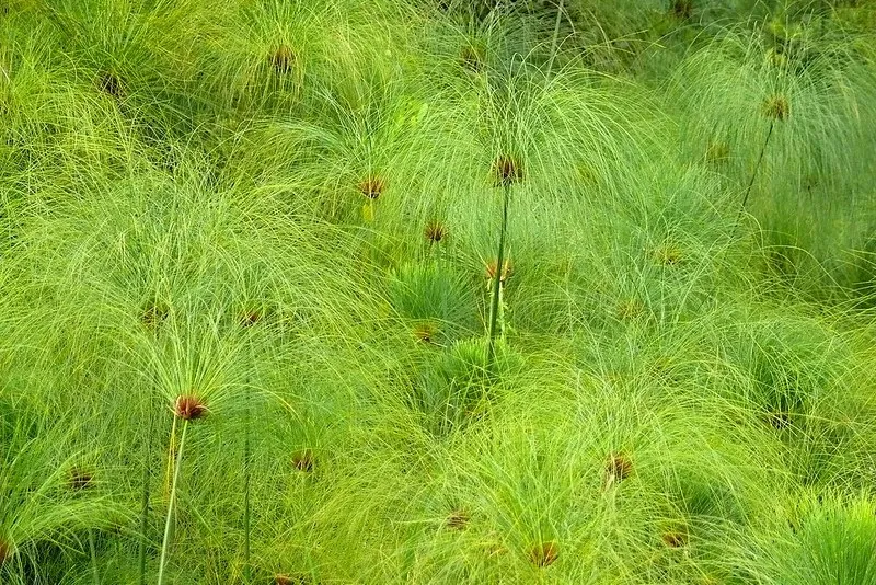 Kępa trzciny papirusowej (Cyperus papyrus) z pióropuszami cienkich liści