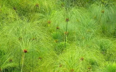 Kępa trzciny papirusowej (Cyperus papyrus) z pióropuszami cienkich liści