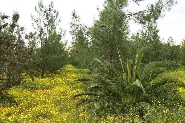 A tak prezentuje się Park Narodowy Athalassa (Athalassa National Park)... w lutym!