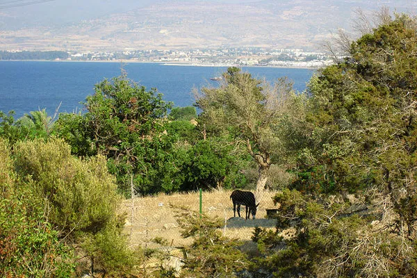Osiołek w Akamas National Park