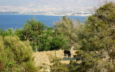 Osiołek w Akamas National Park