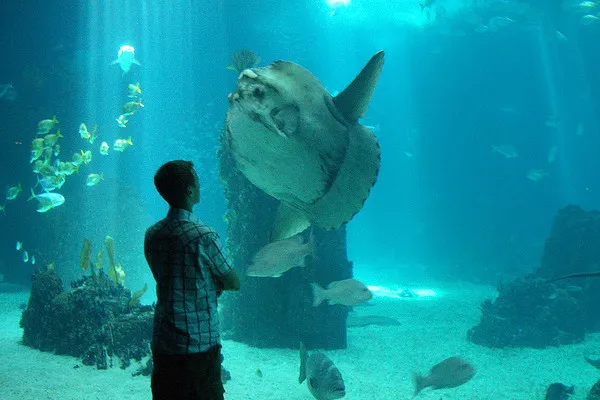 Zwiedzający przed szybą głównego zbiornika oceanarium z samogłowem i ławicą ryb