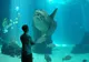Zwiedzający przed szybą głównego zbiornika oceanarium z samogłowem i ławicą ryb