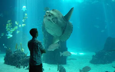 Zwiedzający przed szybą głównego zbiornika oceanarium z samogłowem i ławicą ryb