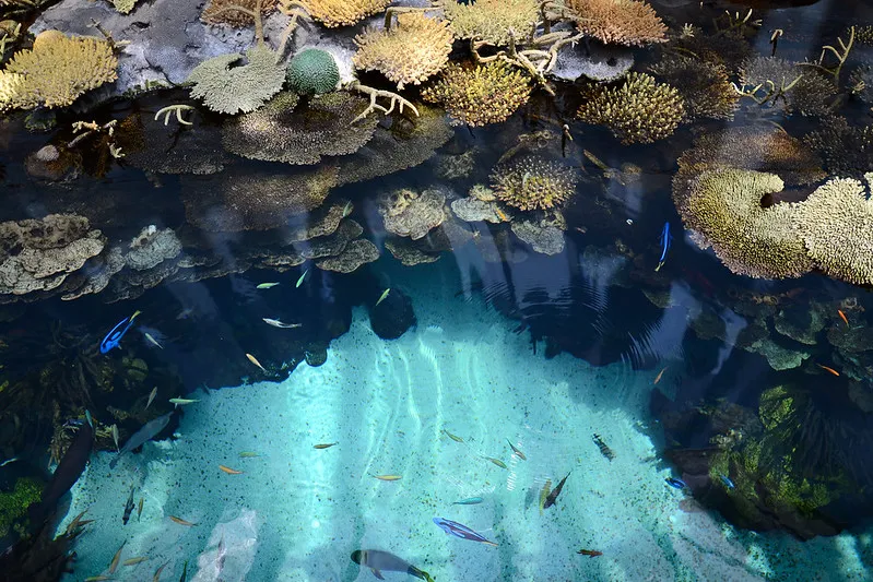Kolorowe ryby w płytkim zbiorniku z koralowcami w oceanarium