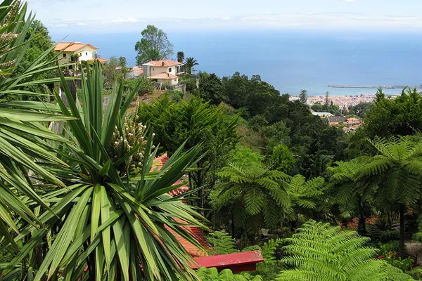 Juki i paprocie drzewiaste w ogrodzie na Maderze, w tle Funchal