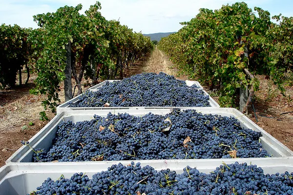 Rzędy winorośli w portugalskiej winnicy Cortes de Cima w Alentejo
