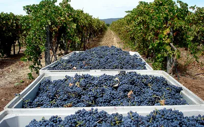 Rzędy winorośli w portugalskiej winnicy Cortes de Cima w Alentejo