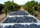 Rzędy winorośli w portugalskiej winnicy Cortes de Cima w Alentejo