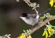 Pokrzewka aksamitna (Sylvia melanocephala)