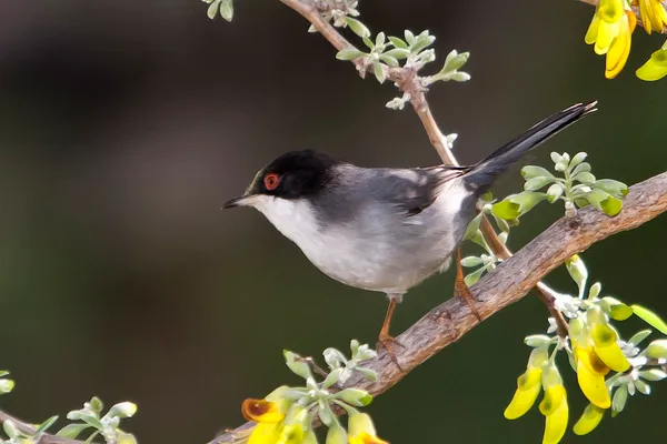 Pokrzewka aksamitna (Sylvia melanocephala)