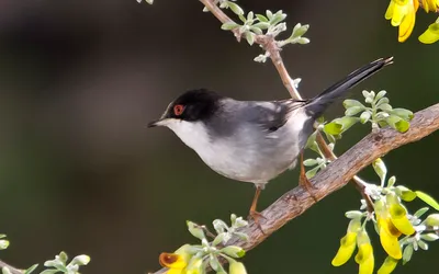 Pokrzewka aksamitna (Sylvia melanocephala)