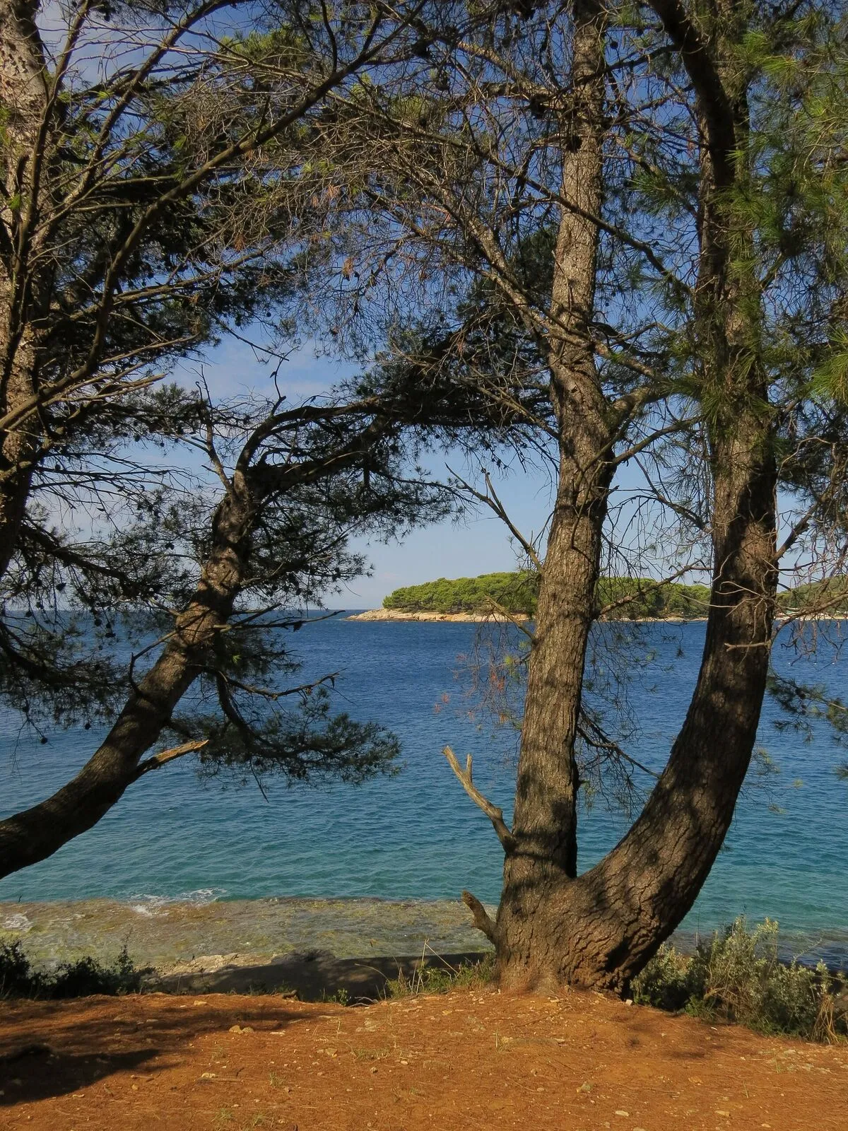 Sosny nad brzegiem Adriatyku w okolicach Puli