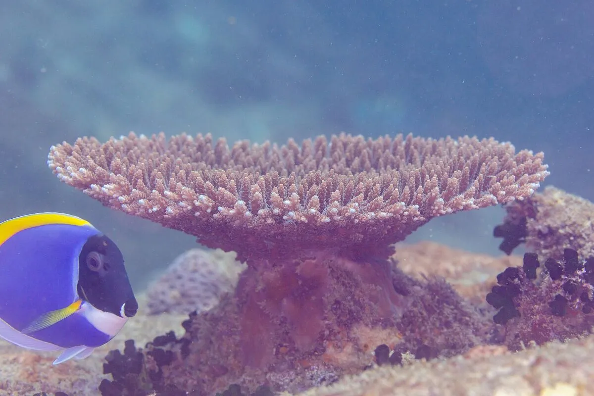 Stołowy koralowiec z rodzaju Acropora i niebiesko-żółta ryba pokolec na rafie u wybrzeży Mahé