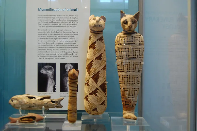 Egipskie mumie kotów w zbiorach British Museum