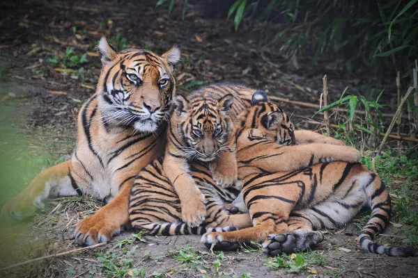 Mieszkańcy Rotterdamskiego ogrodu zoologicznego