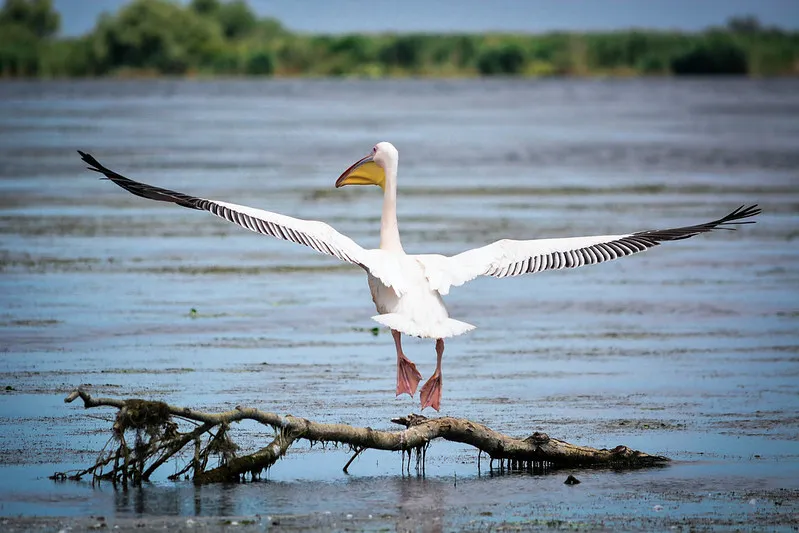 Delta Dunaju