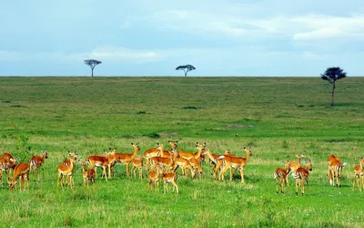 Sawanna w Rezerwacie Narodowym Masai Mara