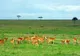 Sawanna w Rezerwacie Narodowym Masai Mara
