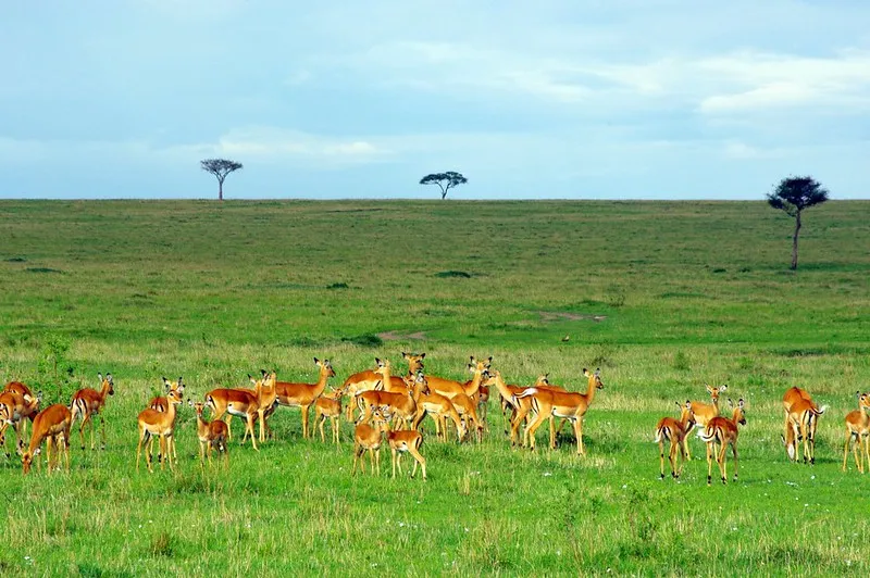 Sawanna w Rezerwacie Narodowym Masai Mara