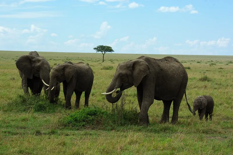W Masai Mara żyje około 3000 słoni