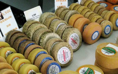 Krążki portugalskiego sera owczego Queijo de Nisa